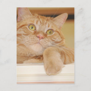Orange Tabby Cat Postkarte