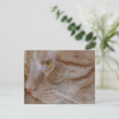 Orange Tabby Cat Postkarte (Stehend Vorderseite)