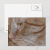 Orange Tabby Cat Postkarte (Vorne/Hinten)