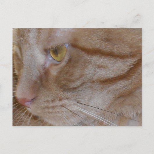 Orange Tabby Cat Postkarte (Vorderseite)