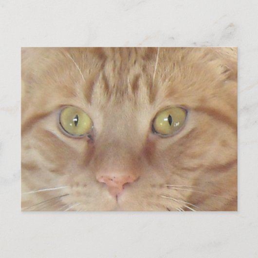 Orange Tabby Cat Postkarte (Vorderseite)