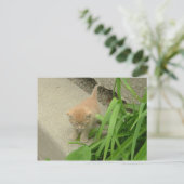 Orange Tabby Cat Postkarte (Stehend Vorderseite)