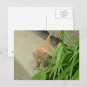 Orange Tabby Cat Postkarte (Vorne/Hinten)