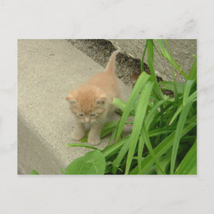 Orange Tabby Cat Postkarte