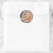 Orange Tabby cat  Runder Aufkleber (Tasche)