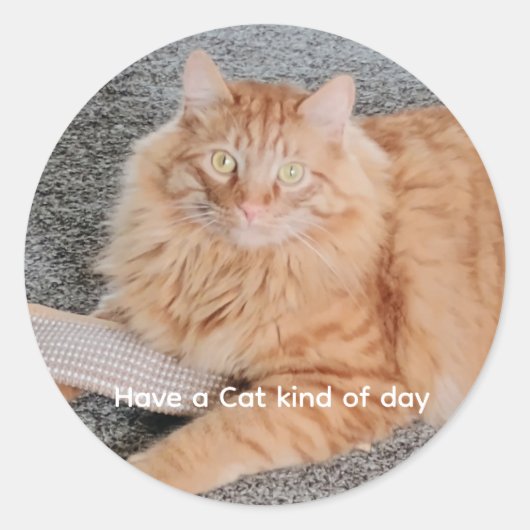 Orange Tabby cat  Runder Aufkleber (Vorderseite)