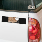 Orange Tabby Cat Spaß/Handy Autoaufkleber (Auf Lkw)