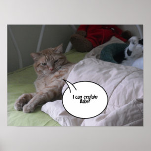 Orange Tabby Cat Spaß Poster