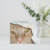 Orange Tabby Cat Spaß Postkarte (Stehend Vorderseite)