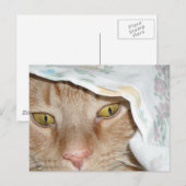 Orange Tabby Cat Spaß Postkarte (Vorne/Hinten)
