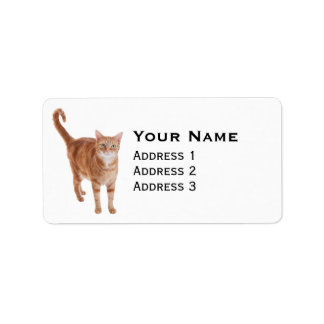 Orange Tabby Cat Standing Adressaufkleber