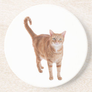 Orange Tabby Cat Stehend Getränkeuntersetzer