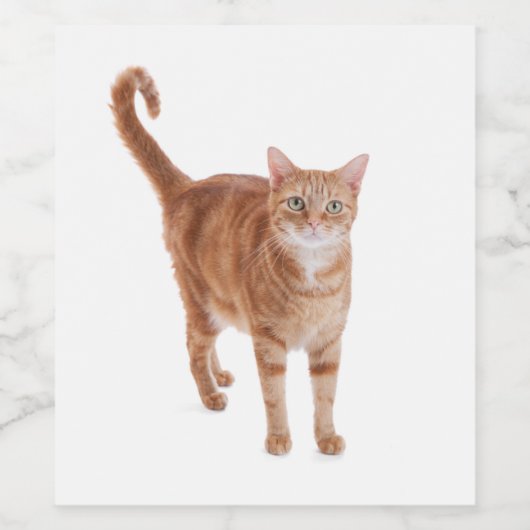 Orange Tabby Cat Weinetikett (Einzelnes Label)