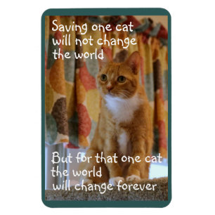 Orange Tabby Cat wünscht Adoptiert zu werden Magnet