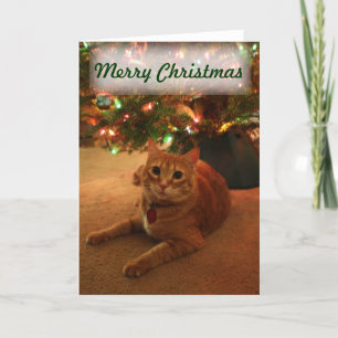 Orange Tabby Christmas Card Feiertagskarte