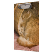 Orange Tabby, der in der Fessel schläft Klemmbrett (Links)