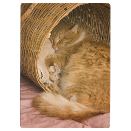 Orange Tabby, der in der Fessel schläft Klemmbrett (Rückseite)