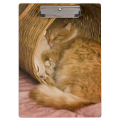 Orange Tabby, der in der Fessel schläft Klemmbrett (Vorderseite)