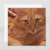 Orange Tabby Einladung (Vorne/Hinten)