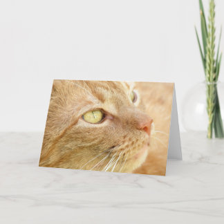 Orange Tabby Greeting Card Karte
