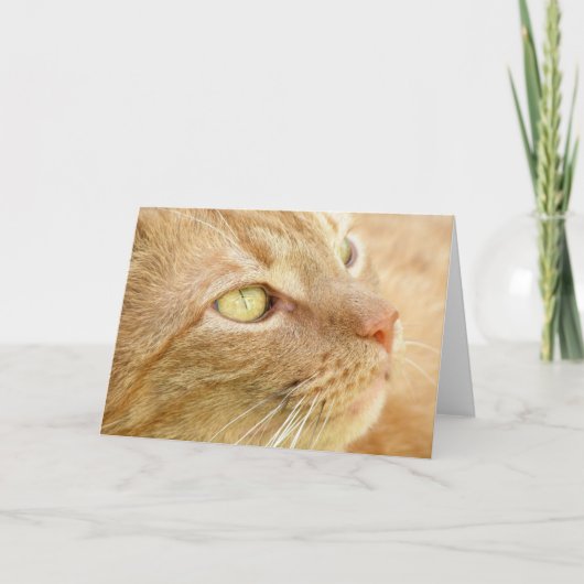 Orange Tabby Greeting Card Karte (Vorderseite)