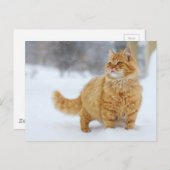 Orange Tabby im Schnee Postkarte (Vorne/Hinten)