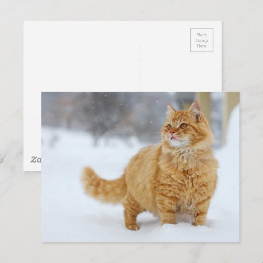 Orange Tabby im Schnee Postkarte (Vorne/Hinten)