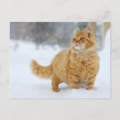 Orange Tabby im Schnee Postkarte (Vorderseite)