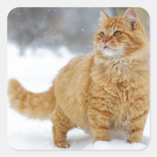 Orange Tabby im Schnee Quadratischer Aufkleber (Vorderseite)
