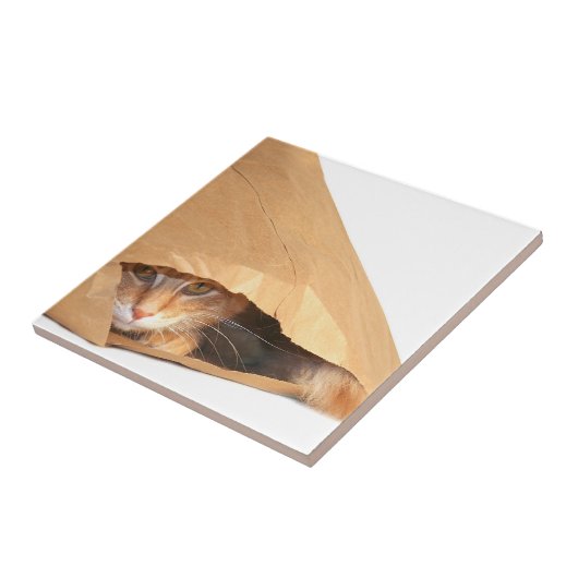 Orange Tabby in der Tasche Fliese (Seite)