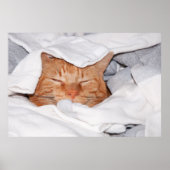 Orange Tabby in sauberer Wäsche Poster (Vorne)
