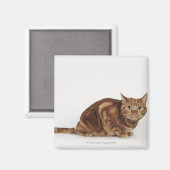 Orange Tabby Katze Magnet (Vorderseite/Rückseite)