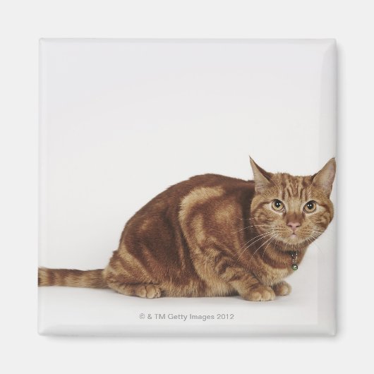 Orange Tabby Katze Magnet (Vorne)