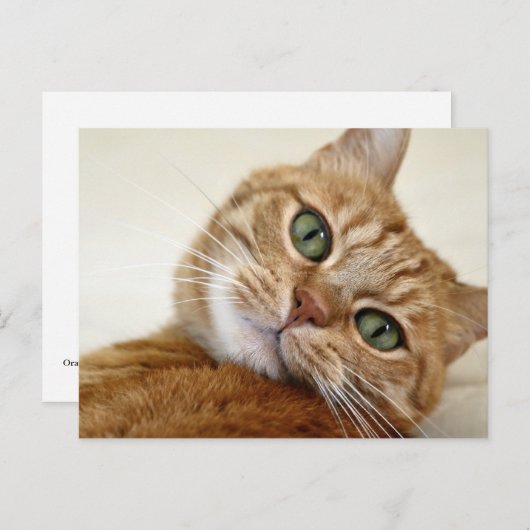 Orange Tabby Katze mit grünen Augen Postkarte (Vorne/Hinten)