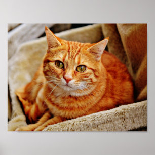 Orange Tabby-Katze Poster