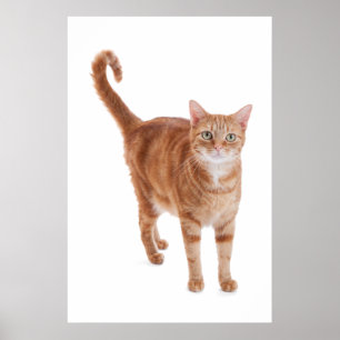 Orange Tabby-Katze Poster