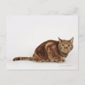 Orange Tabby Katze Postkarte (Vorderseite)