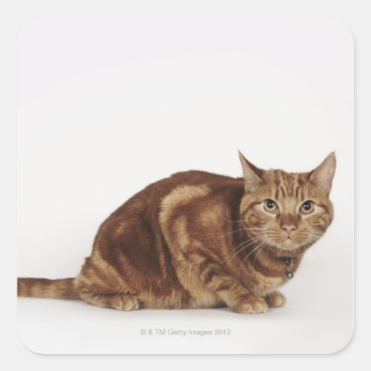 Orange Tabby Katze Quadratischer Aufkleber (Vorderseite)