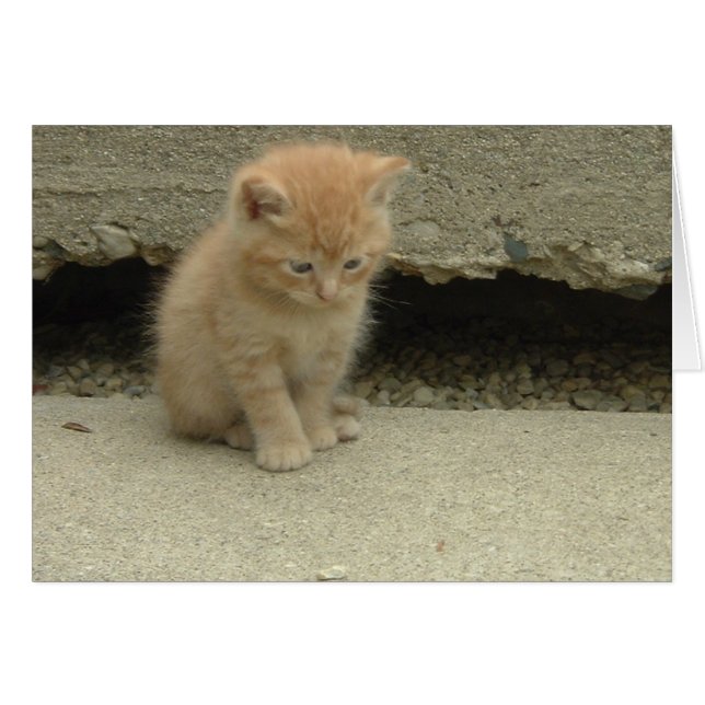 Orange Tabby Kitten (Vorderseite (Horizontal))