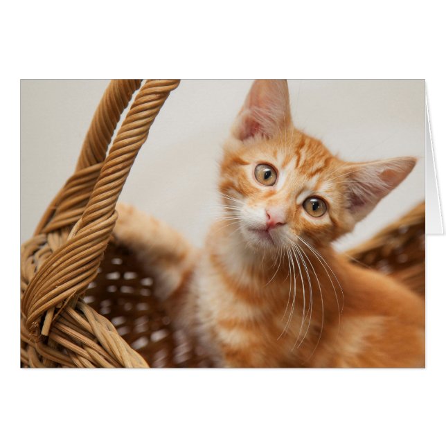 Orange Tabby Kitten (Vorderseite (Horizontal))