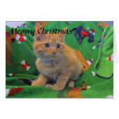 Orange Tabby Kitten (Vorderseite (Horizontal))