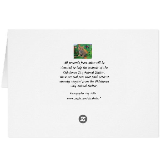 Orange Tabby Kitten (Rückseite Horizontal)