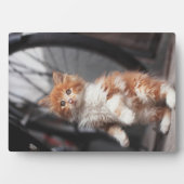 Orange Tabby Kitten Fotoplatte (Vorderseite)