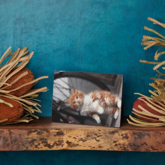 Orange Tabby Kitten Fotoplatte (Seite)