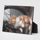 Orange Tabby Kitten Fotoplatte (Seite)