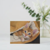 Orange Tabby Kitten im Bett Postkarte (Stehend Vorderseite)