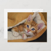 Orange Tabby Kitten im Bett Postkarte (Vorne/Hinten)