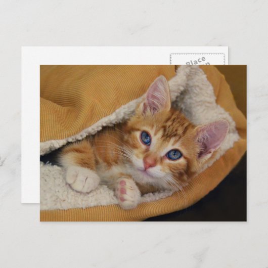 Orange Tabby Kitten im Bett Postkarte (Vorne/Hinten)