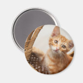 Orange Tabby Kitten Magnet (Vorderseite/Rückseite)