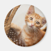 Orange Tabby Kitten Magnet (Vorne)